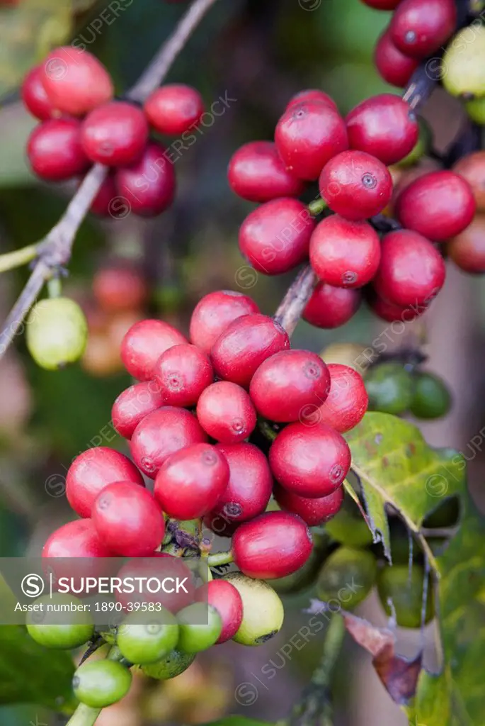 Ripe coffee berries, Kona Joe´s coffee plantation, Kona, Island of Hawaii Big Island, Hawaii, United States of America, North America