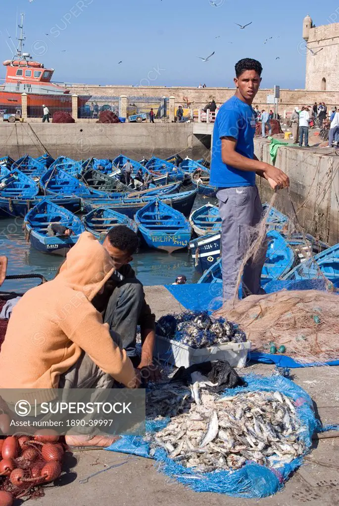 Catch of the day, Essaouira, Morocco, North Africa, Africa
