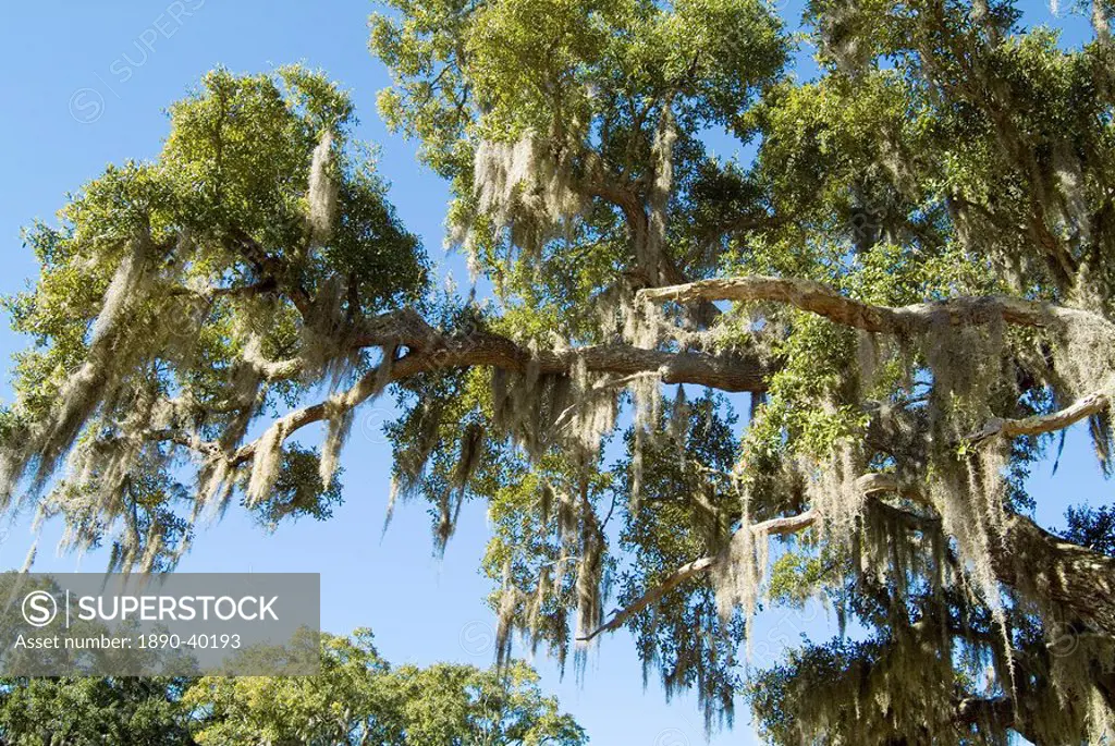 Spanish Moss in tree, Bayou le Batre, Alabama, United States of America, North America
