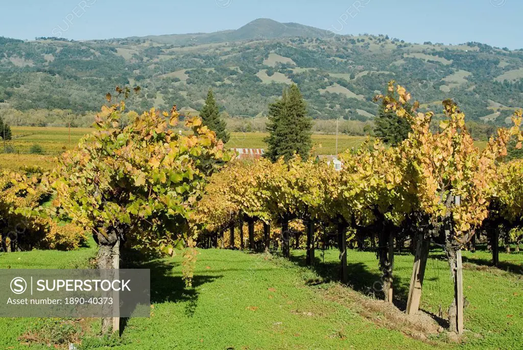Vineyard, Sonoma County, California, United States of America, North America