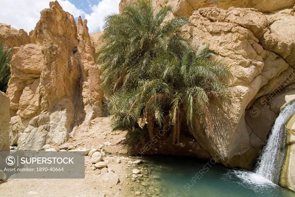 Desert oasis, Chebika, Tunisia, North Africa, Africa