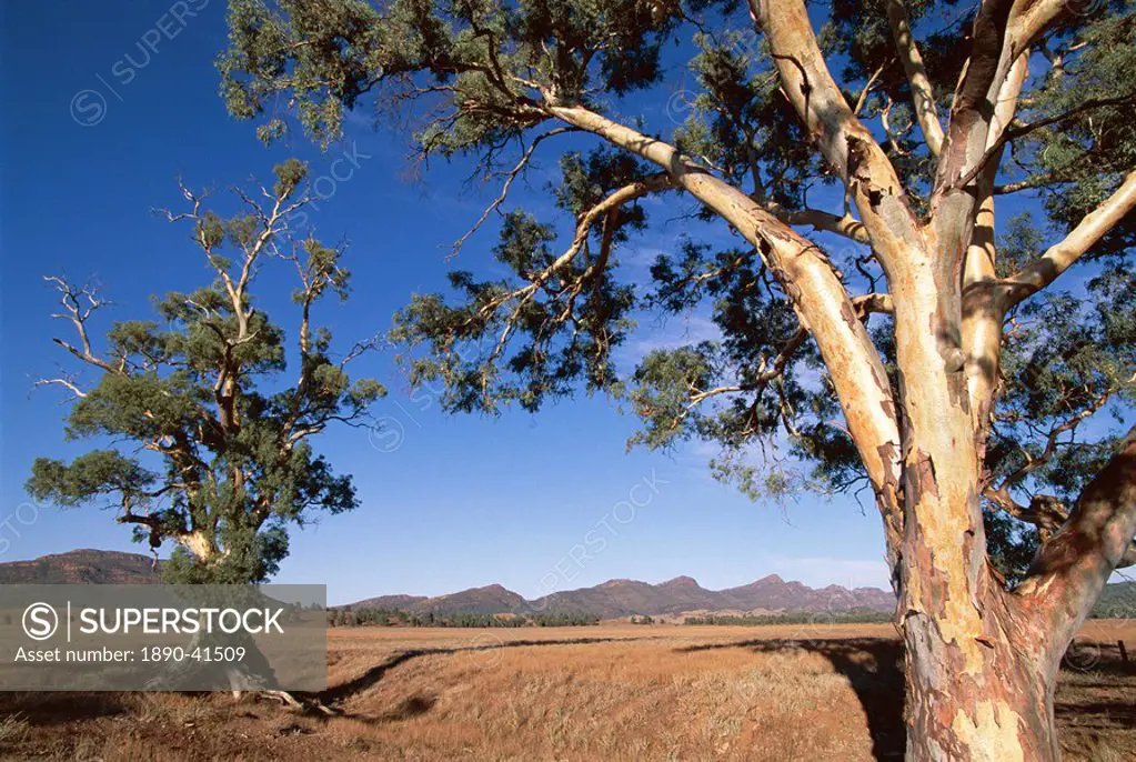 Cazneaux Tree, Red River Gum, Wilpena, Flinders Range, South Australia, Australia, Pacific