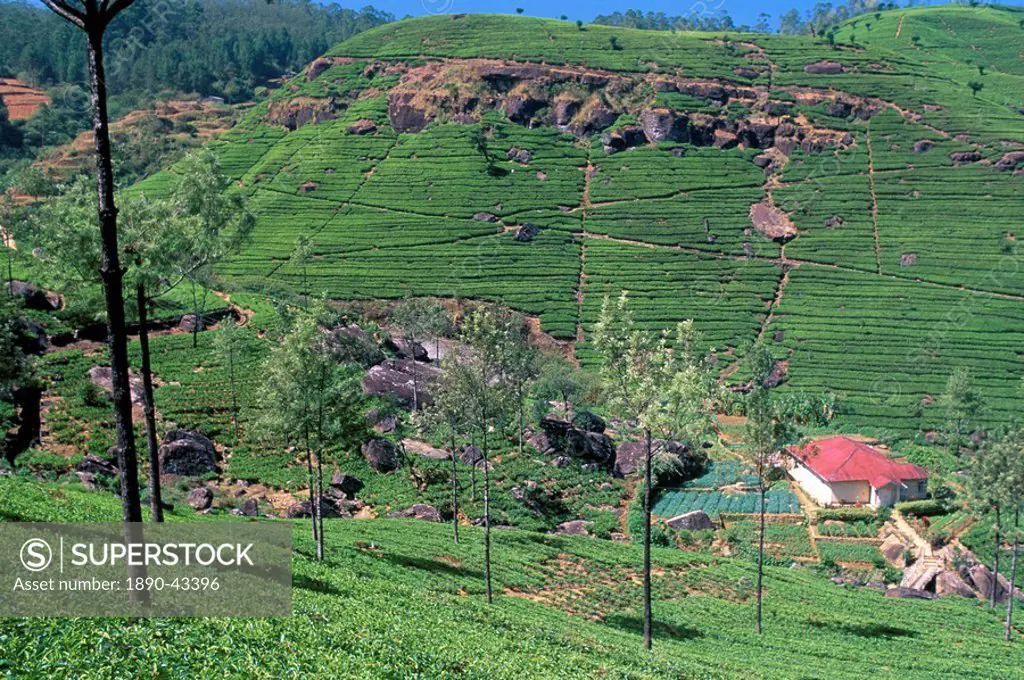 Tea plantations in the hills in the Nuwara Eliya region, Sri Lanka, Asia