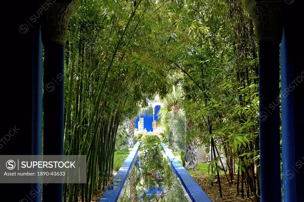 Bamboo in the Majorelle Garden, created by the French cabinetmaker Louis Majorelle, and restored by the couturier Yves Saint_Laurent, Marrakesh, Moroc...
