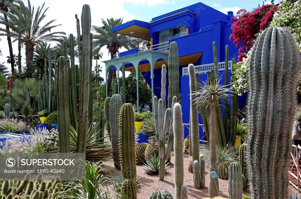 Cacti in the Majorelle Garden, created by the French cabinetmaker Louis Majorelle, and restored by the couturier Yves Saint_Laurent, Marrakesh, Morocc...