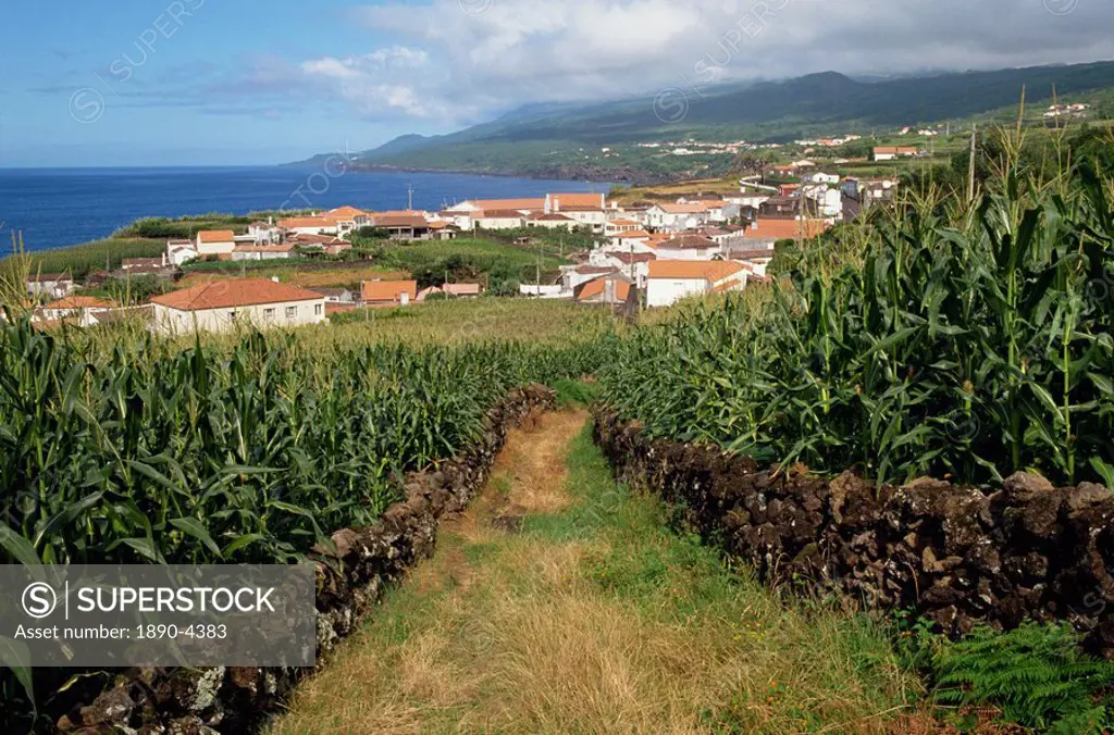 Maize fields at Ribeira do Meio, Pico, Azores, Portugal, Atlantic, Europe