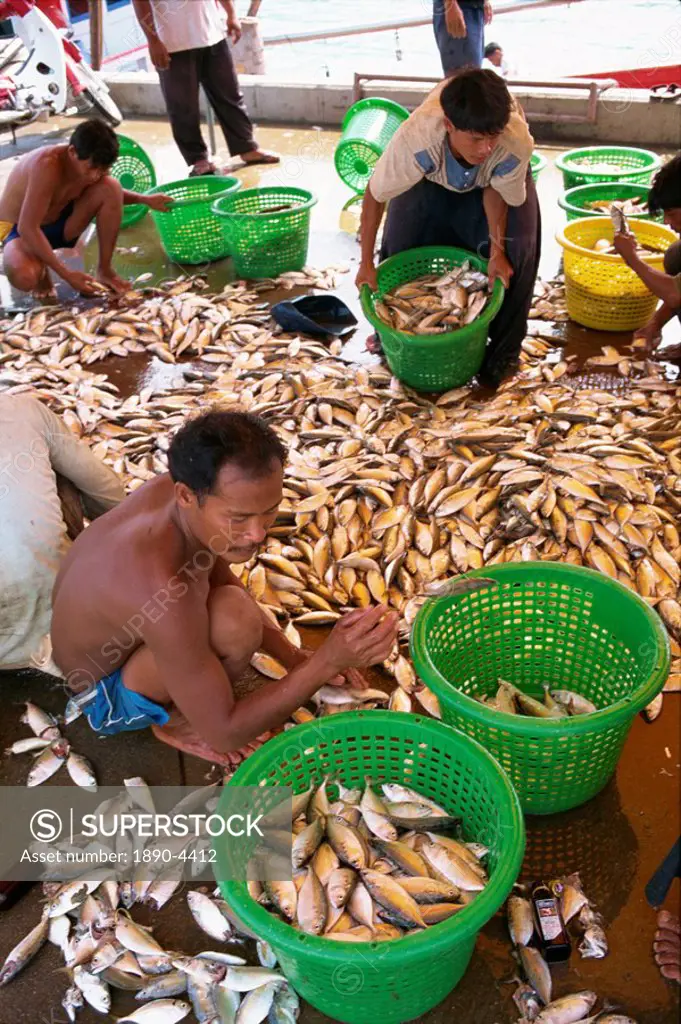 Men sorting fish at Koh Samui, Thailand, Southeast Asia, Asia