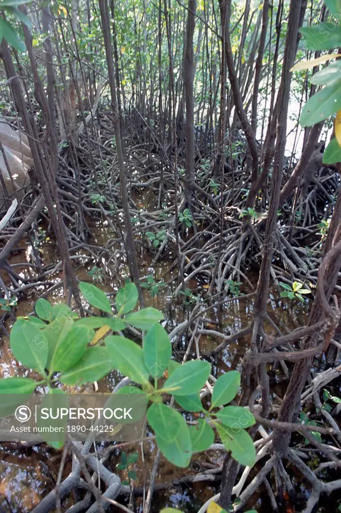 Mangroves, south coast, island of Curieuse, Seychelles, Indian Ocean, Africa