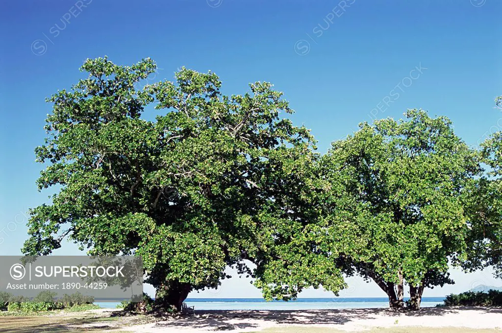 Trees, Anse Union, west coast, island of La Digue, Seychelles, Indian Ocean, Africa