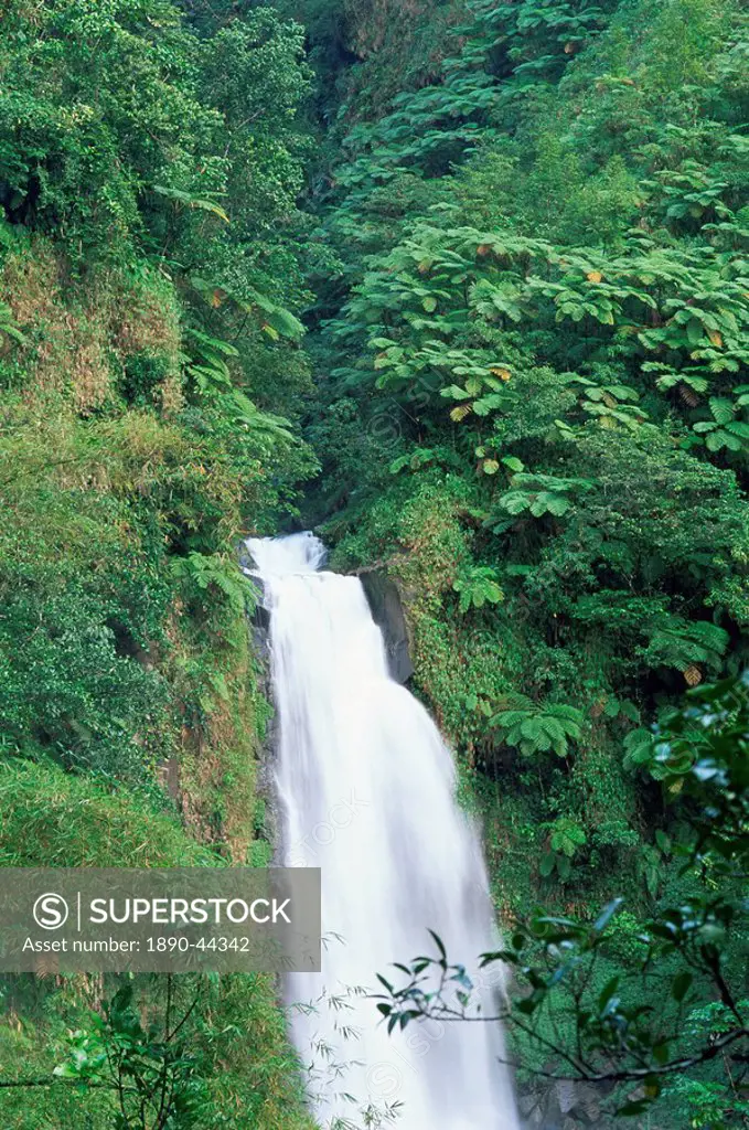 Trafalgar Falls, Roseau region, island of Dominica, West Indies, Caribbean, Central America