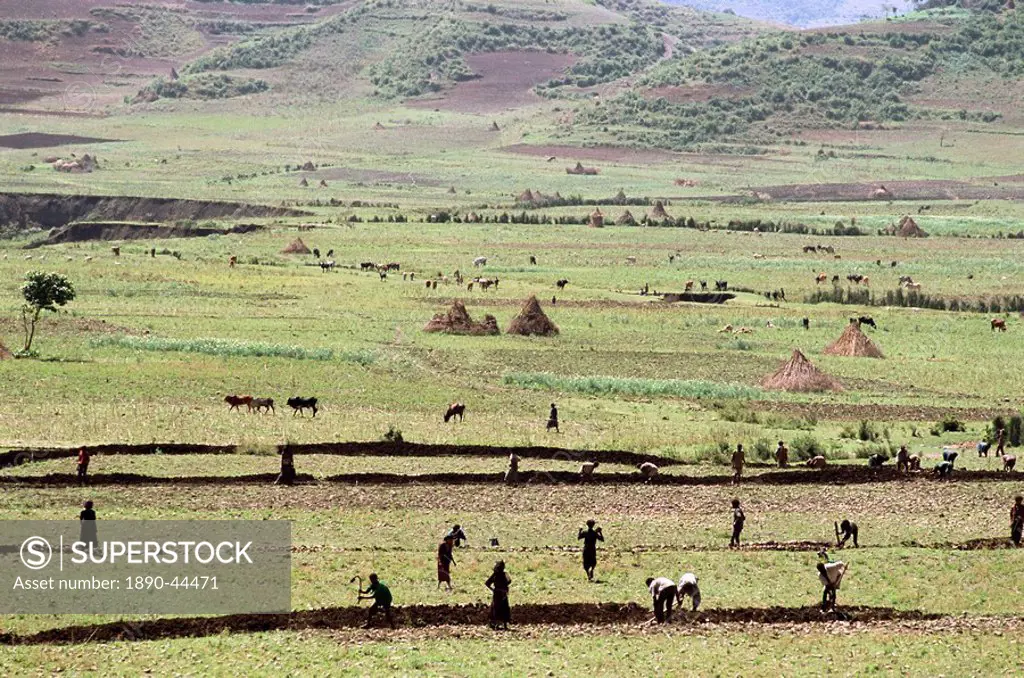 Working on farmland, near Sentebe, Choa region, Ethiopia, Africa