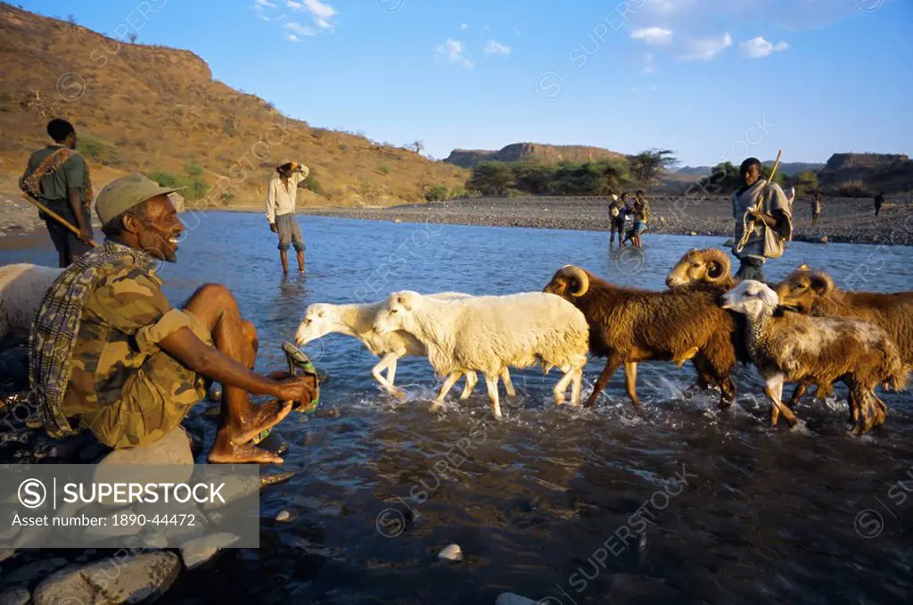 Shepherds and flock crossing river, Terari Wenz, Wollo region, Ethiopia, Africa