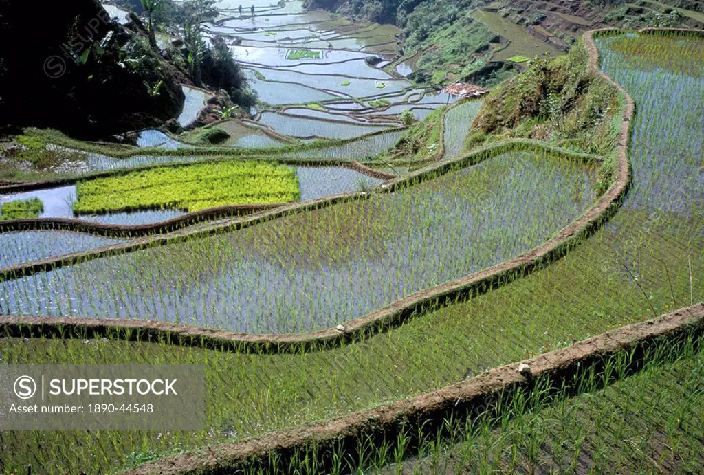 Rice terraces of the Ifugao people,UNESCO World Heritage Site, northern area, island of Luzon, Philippines, Southeast Asia, Asia