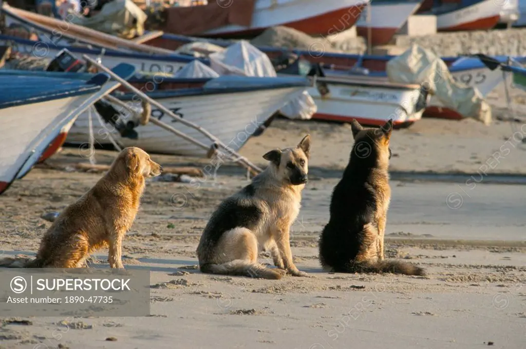 Fishermen´s dogs awaiting their return, Horcon, Chile, South America