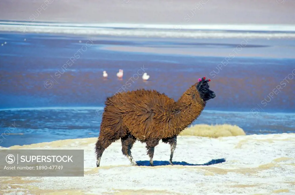 Alpaca, Lago Colorada, Uyuni, Bolivia, South America