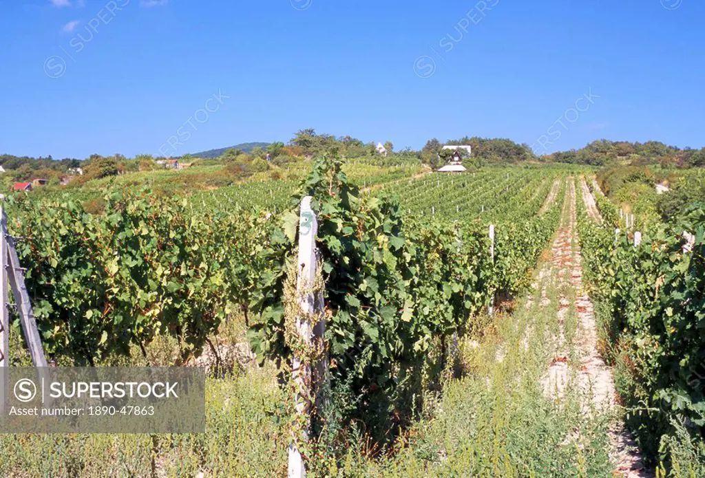 Vineyards in village of Modra, Bratislava Region, Slovakia, Europe