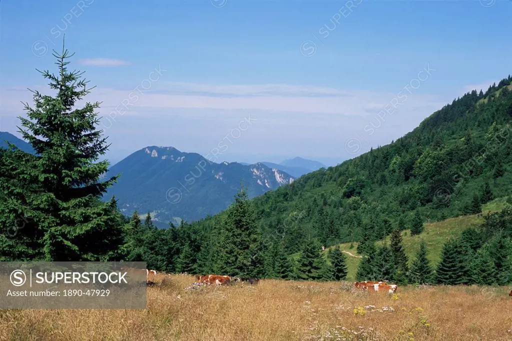 Cows at Medziholie Pass, 1185m, and peaks above Vratna Dolina valley, Mala Fatra mountains, Slovakia, Europe