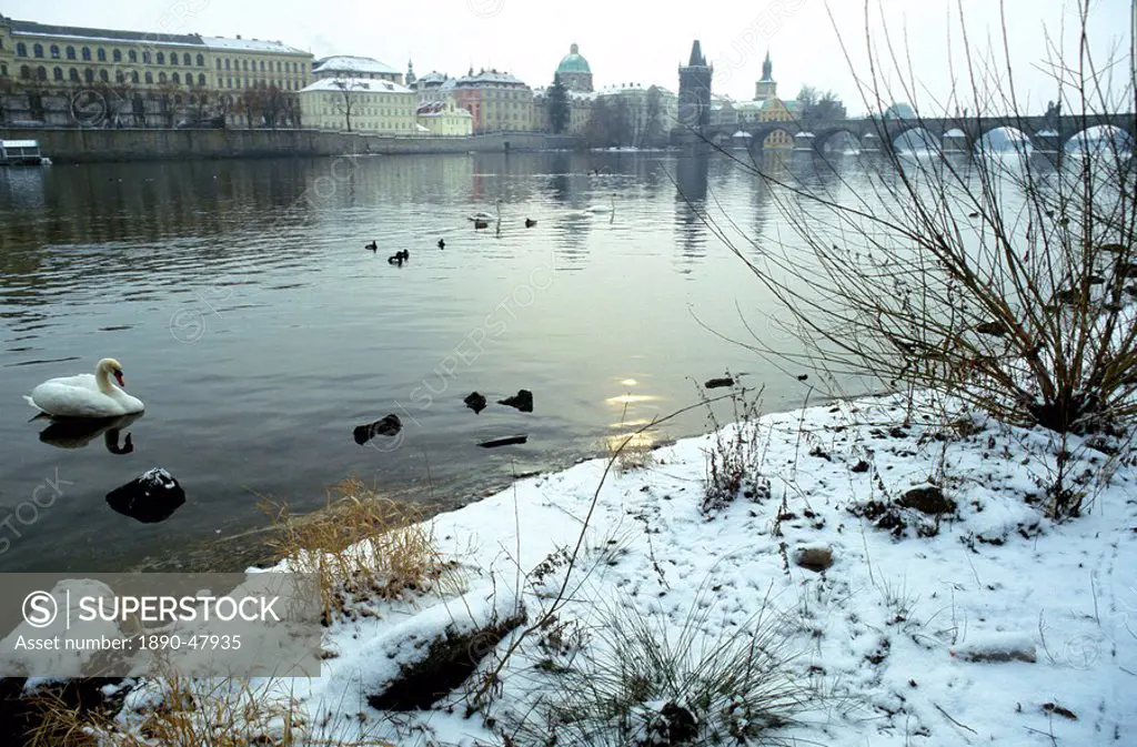 Swans and ducks on the Vltava River on a winter morning, the Krizovnicke Monastery and Charles Bridge in the background, Old Town, Prague, Czech Repub...