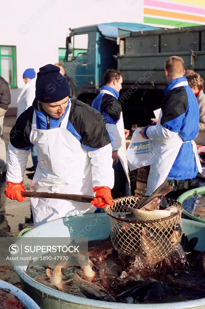 Vendor fishing out live carp from large tub on the street for Christmas Eve, a tradition dating back hundreds of years, Prague, Czech Repubic, Europe