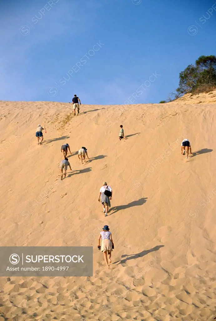 Climbing sand cliff, Great Sandy National Park, Fraser Island, UNESCO World Heritage Site, Queensland, Australia, Pacific