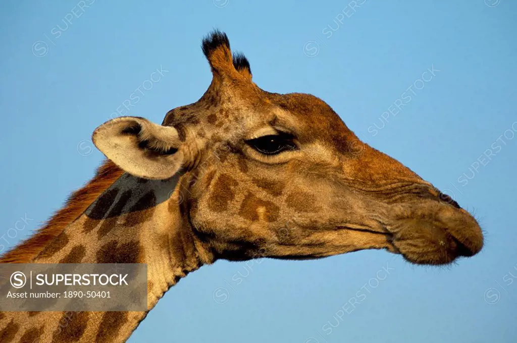 Head of a giraffe Giraffa camelopardalis, South Africa, Africa