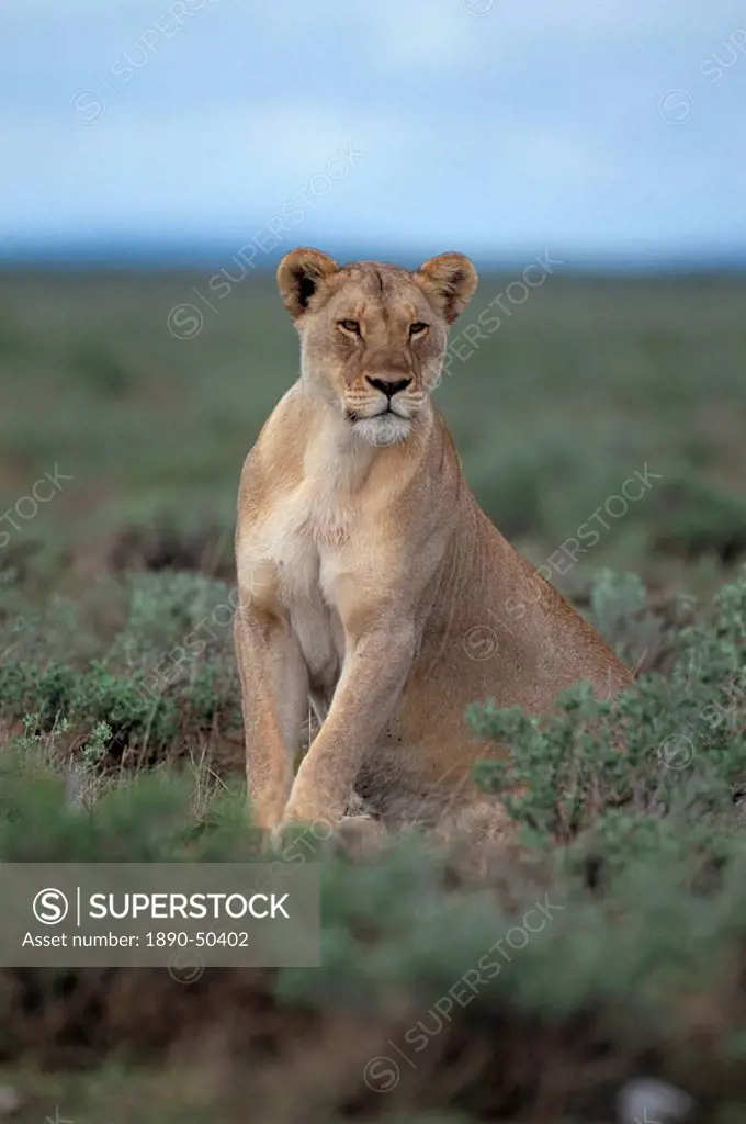 Lioness Panthera leo, Etosha National Park, Namibia, Africa