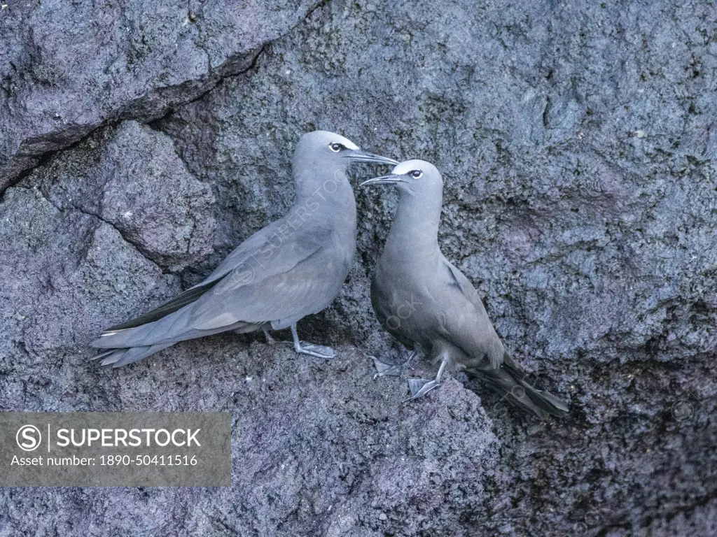 A pair of adult brown noddies (Anous stolidus), on rocky outcropping on Isabela Island, Galapagos Islands, UNESCO World Heritage Site, Ecuador, South America