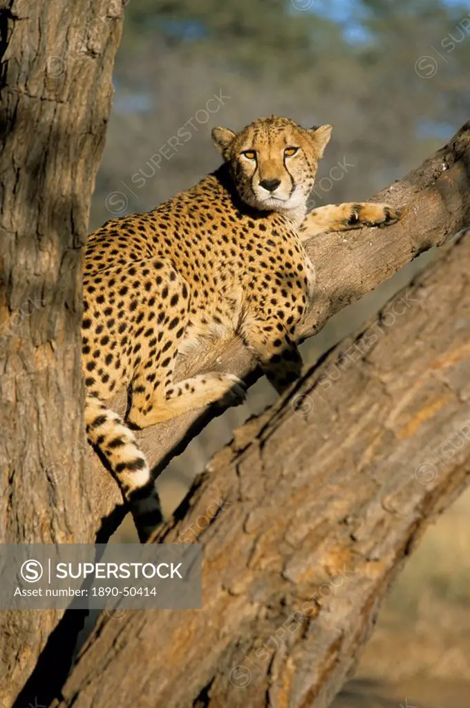 Cheetah Acinonyx jubatus up a tree in captivity, Namibia, Africa