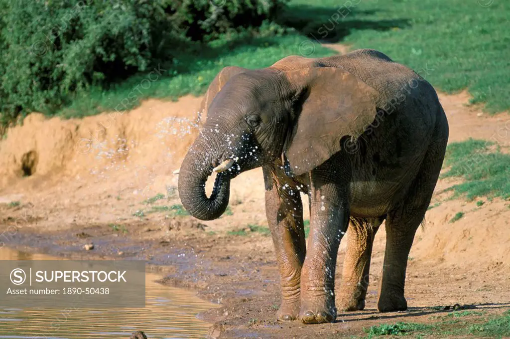 African elephant Loxodonta africana, Addo National Park, South Africa, Africa