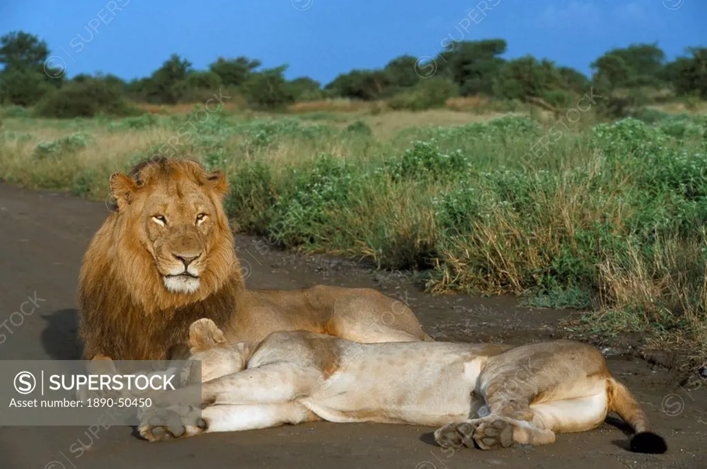 Lion and lioness Panthera leo, Kruger National Park, South Africa, Africa