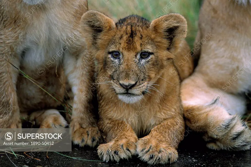 Two to three month old lion cub Panthera leo, Kruger National Park, South Africa, Africa