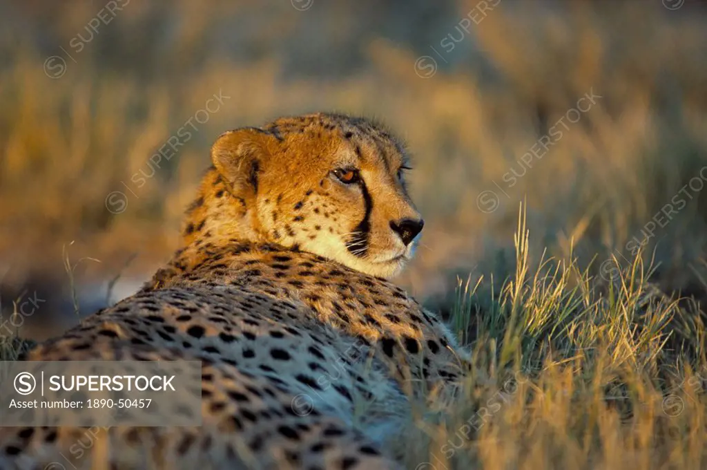 Captive cheetah Acinonyx jubatus, Namibia, Africa