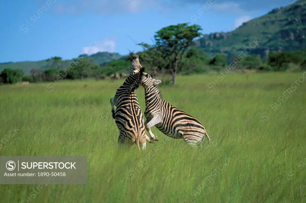 Burchell´s zebra Equus burchelli fighting, Itala Game Reserve, South Africa