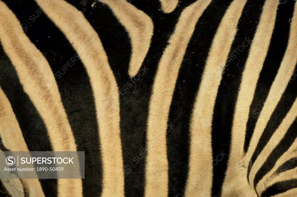 Close_up of zebra skin, South Africa, Africa