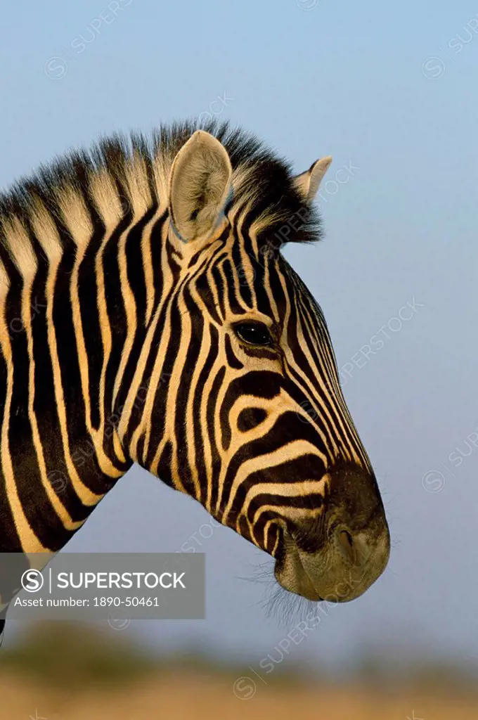 Head of a zebra, South Africa, Africa