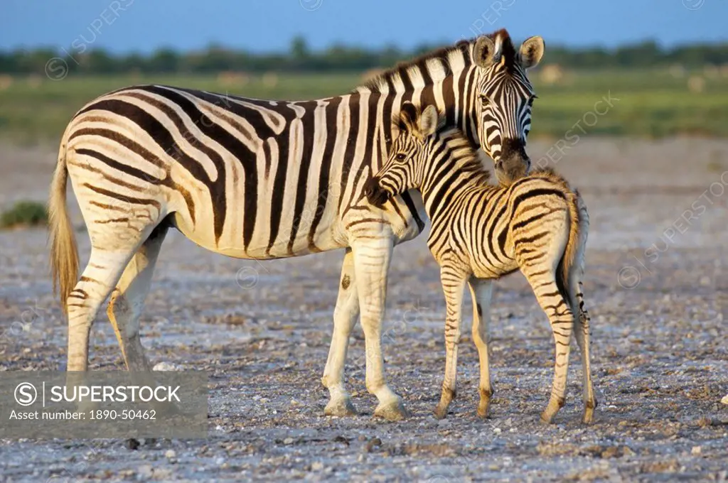 Burchell´s zebra Equus burchelli with foal, Etosha National Park, Namibia