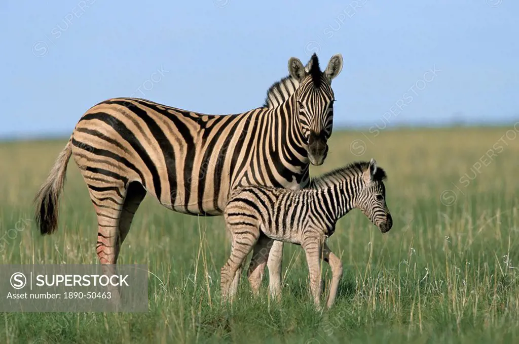 Burchell´s Plains zebra with newborn foal Equus burchelli, Etosha National Park, Namibia, Africa