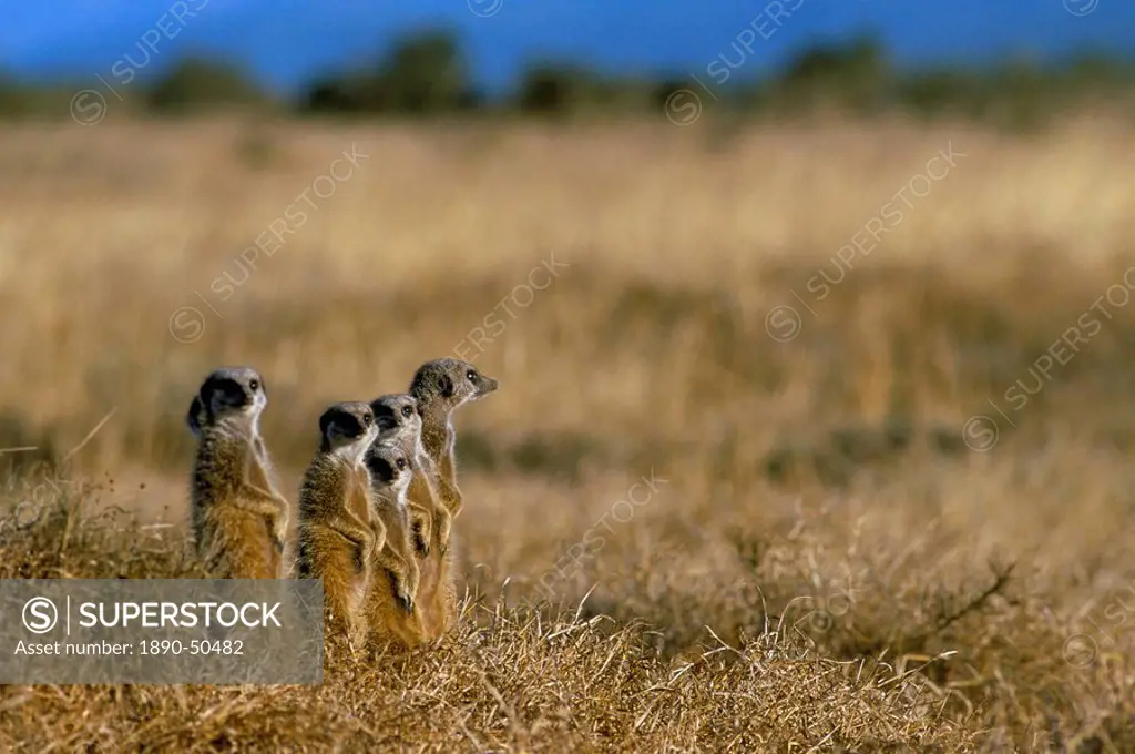 Meerkats suricates Suricata suricatta, Addo National Park, South Africa, Africa