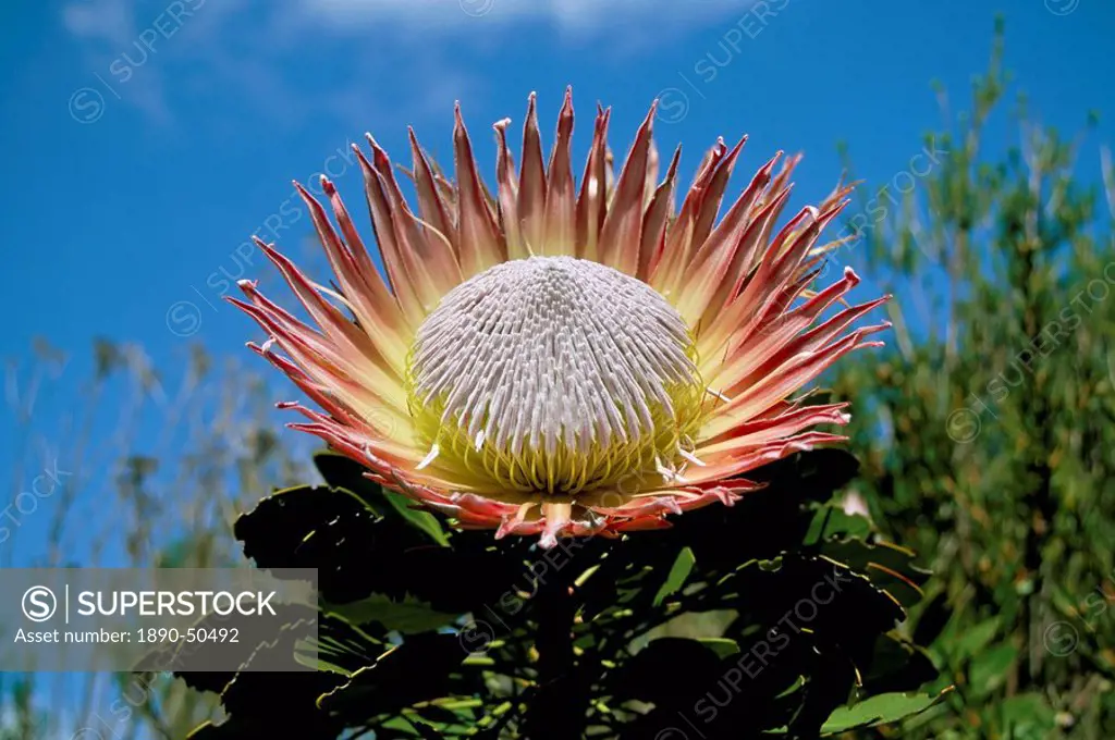 King protea Protea cynaroides flower, Kirstenbosch Botanical Gardens, Cape Town, South Africa, Africa