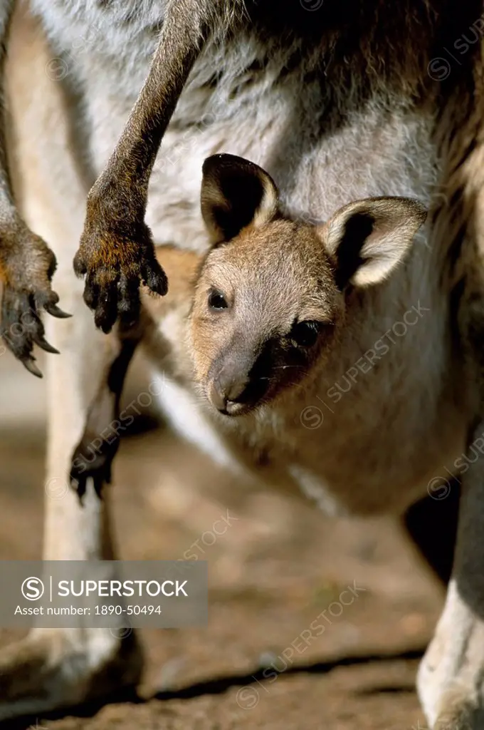 Eastern grey kangaroo Macropus giganteus joey in pouch, New South Wales, Australia, Pacific