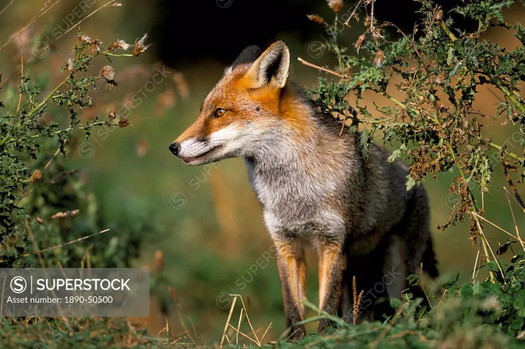 Captive red fox Vulpes vulpes, United Kingdom, Europe
