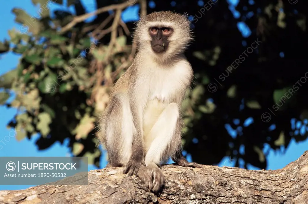 Vervet monkey Cercopithecus aethiops, Kruger National Park, South Africa, Africa