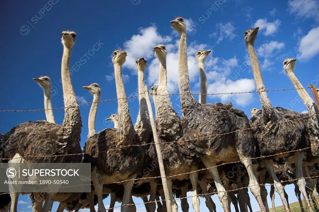 Ostriches, Struthio camelus, on ostrich farm, Western Cape, South Africa, Africa