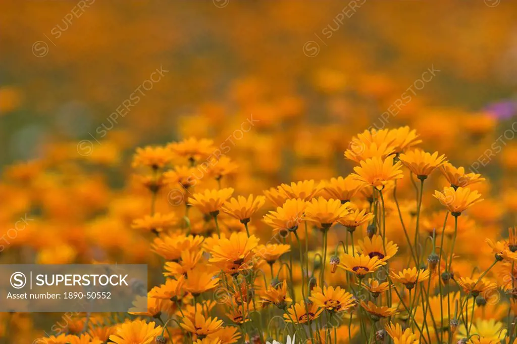 Namaqualand daisies in spring annual flower display, Kirstenbosch botanic garden, Cape Town, South Africa, Africa