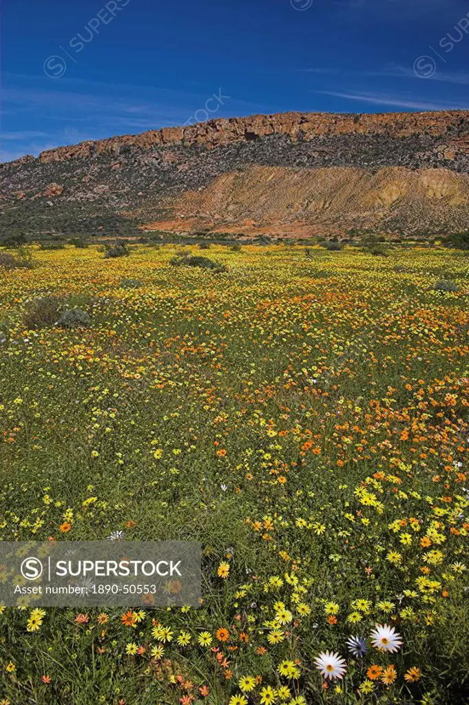 Annual spring wildlflower carpets, Biedouw Valley, Western Cape, South Africa, Africa