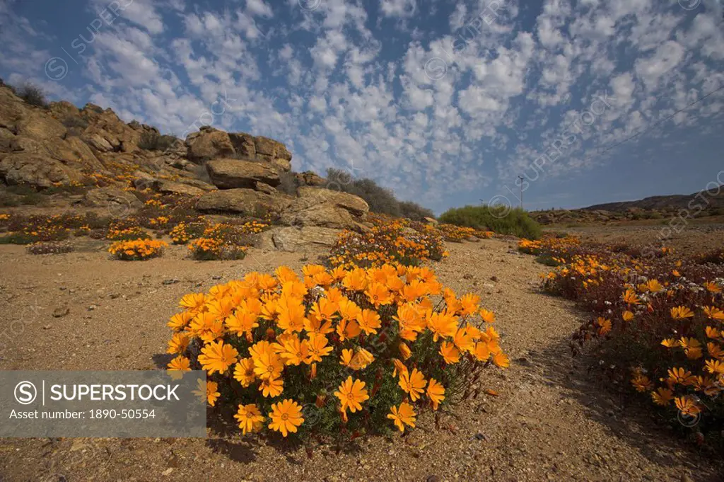 Annual spring wild daisies, Namaqualand, Northern Cape, South Africa, Africa