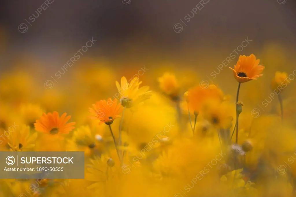 Daisies, Nieuwoudtville, Northern Cape, South Africa, Africa