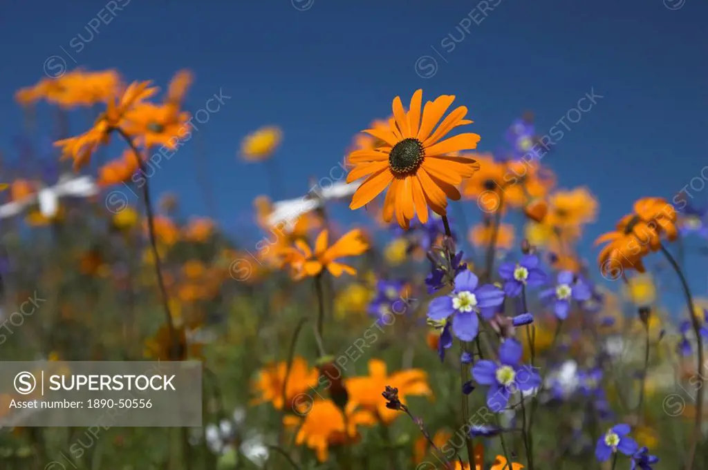 Namaqualand daisies and spring wildflowers, Ramskop Wildflower Garden, Clanwilliam, Western Cape, South Africa, Africa