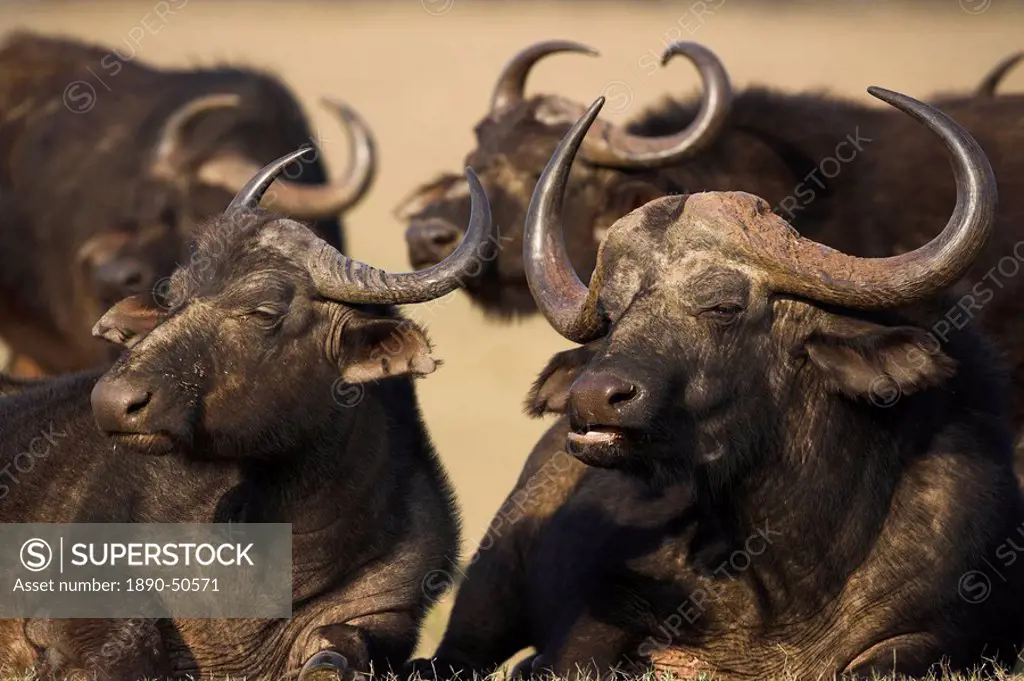 Cape buffalo, Syncerus caffer, Addo Elephant National Park, South Africa, Africa