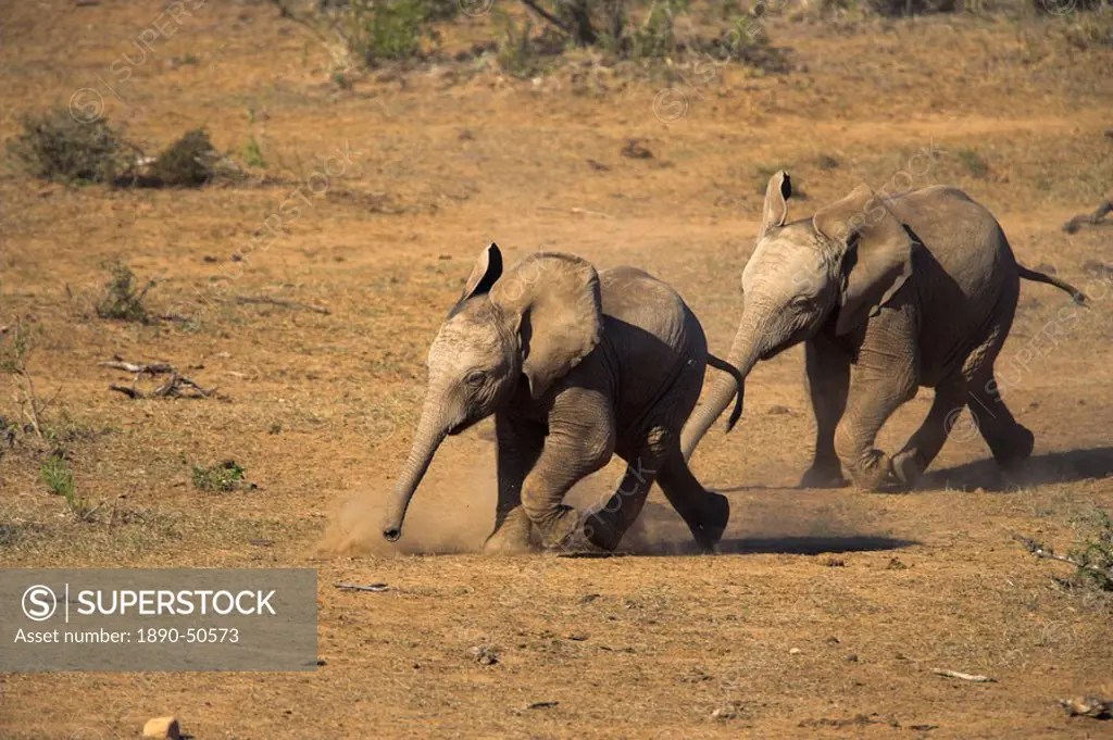 Baby elephants, Loxodonta africana, running towards water in Addo Elephant National Park, Eastern Cape, South Africa, Africa